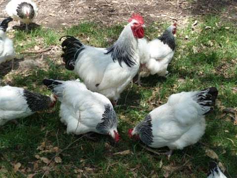 Photo: Evans Chickens Photo: Evans Chickens